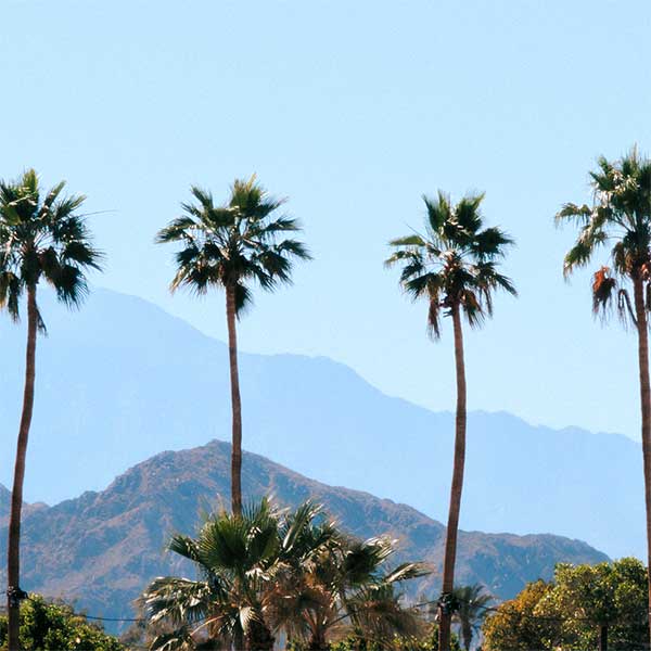 palm trees with mountains in background