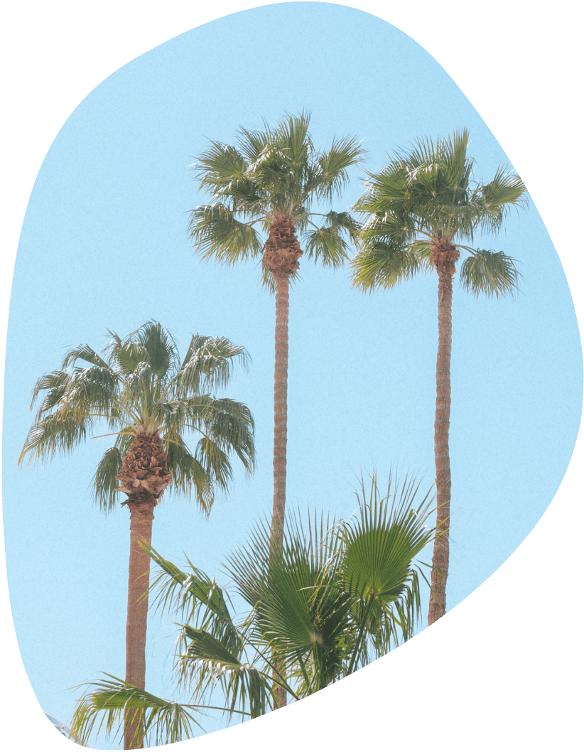 photo of palm trees