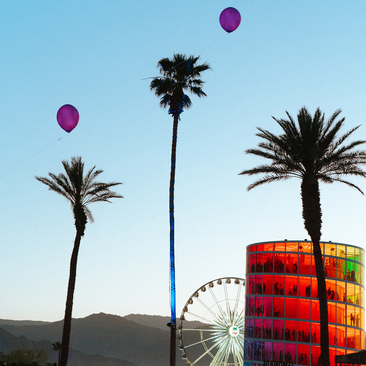 Palm trees against skyline photo