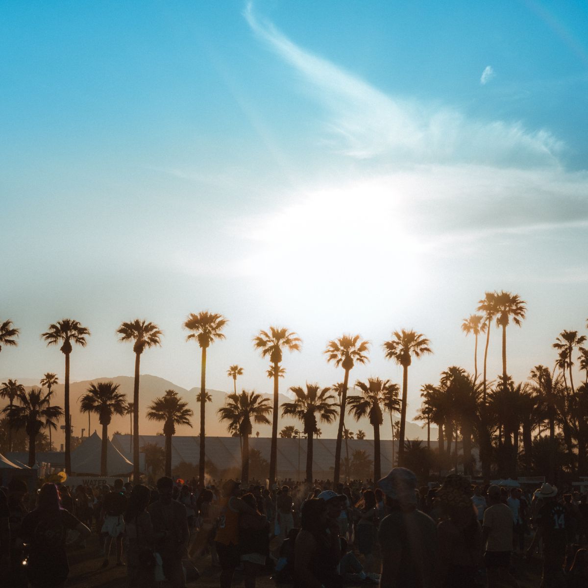 Palm trees against skyline photo