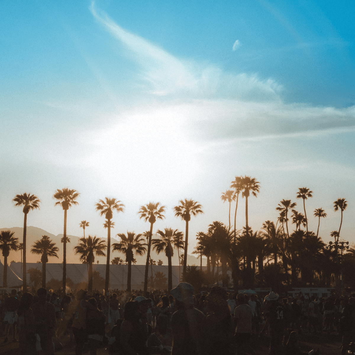 photo of palm trees against skyline