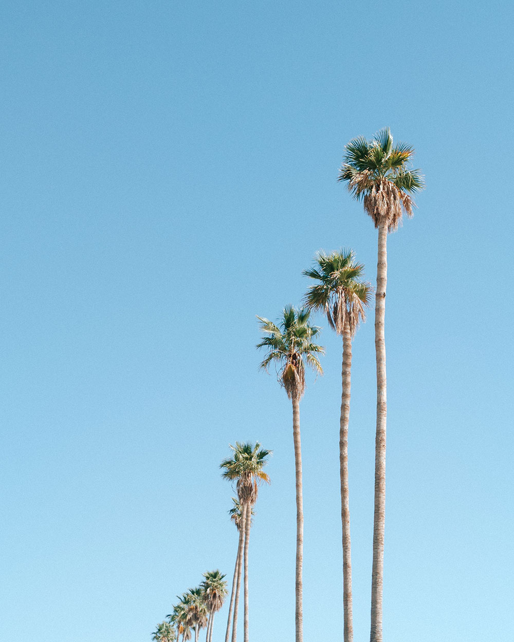 Photo of palm trees against the sky