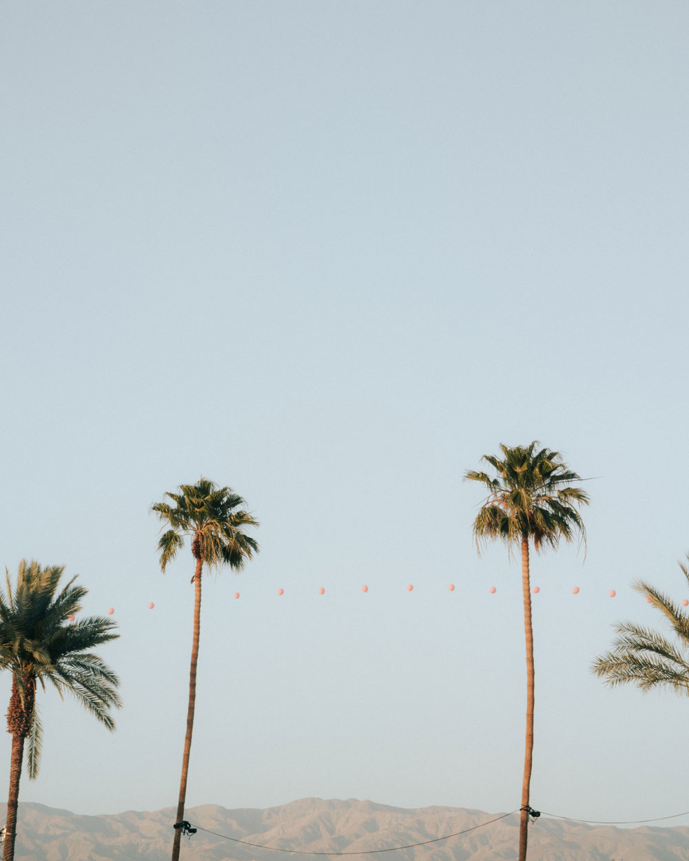 palm trees against blue sky