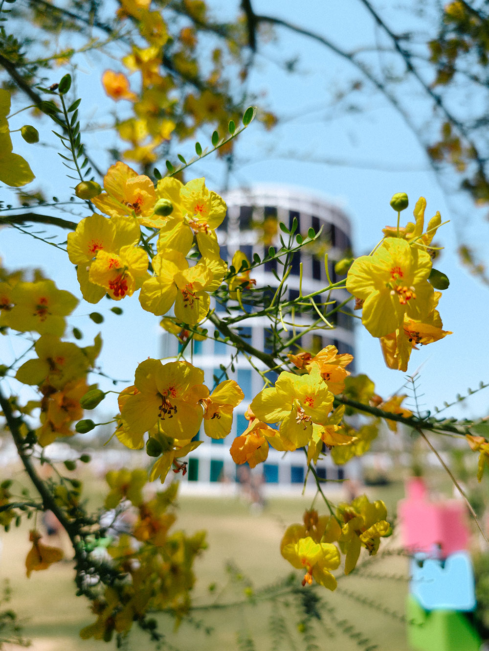 Coachella tower with flowers in foreground